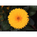 Asian garden indoesnisa Potmarigold calendula seeds flower seeds for growing